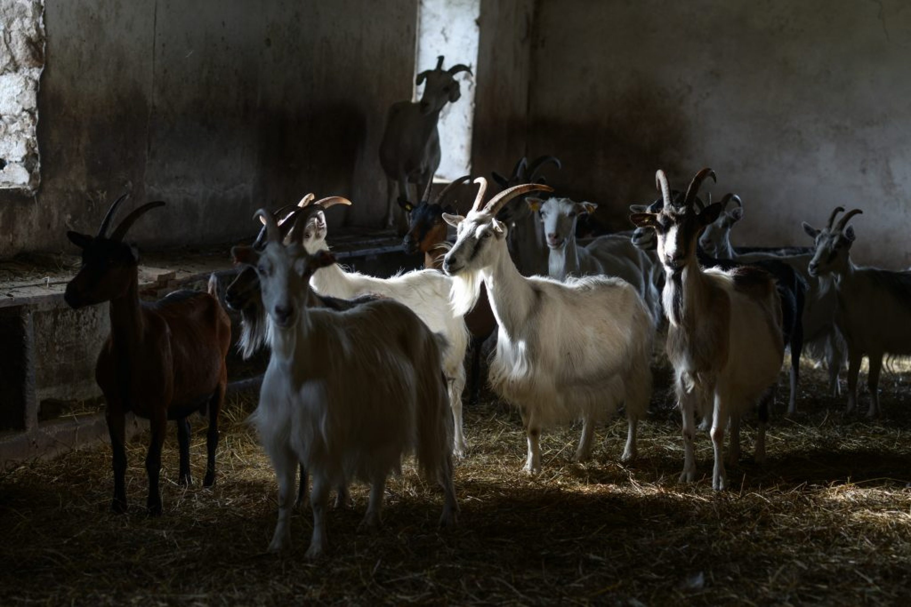 Ruta, fromagère enracinée